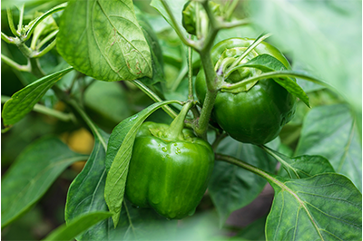 Paprika