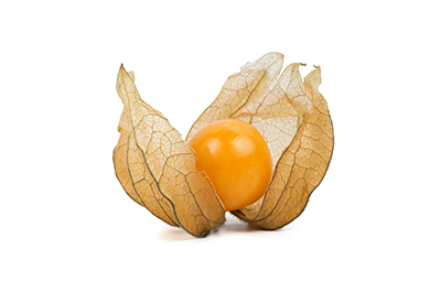 Physalis