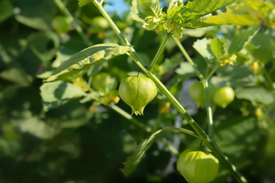 Physalis
