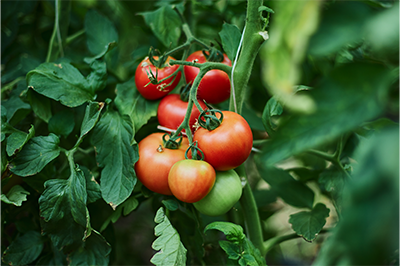 Tomate
